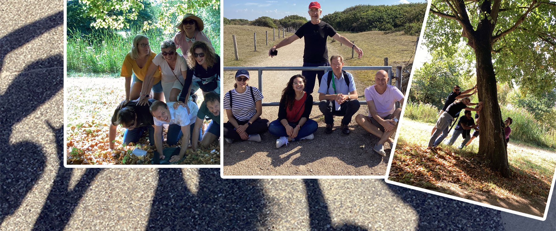 Duindropping Zeeland4.jpg