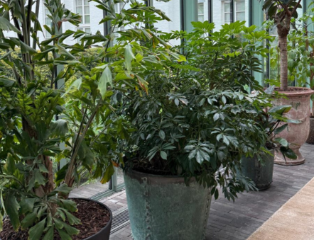 Event polaroid Botanic Antwerp